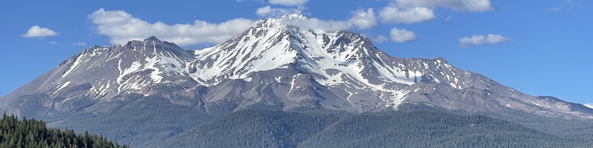 Mount Shasta rising above the evergreen forest